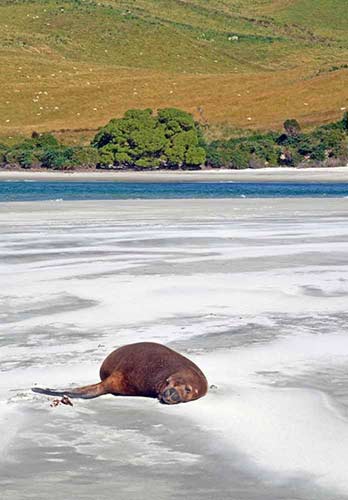 sleeping sea lion-AsiaPhotoStock