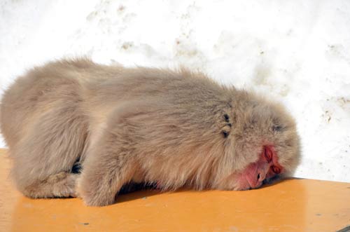 sleeping macaque-AsiaPhotoStock