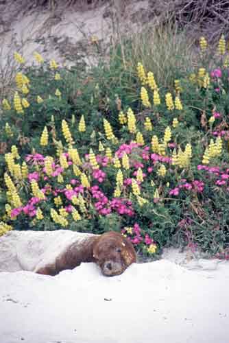 sleeping in lupins-AsiaPhotoStock