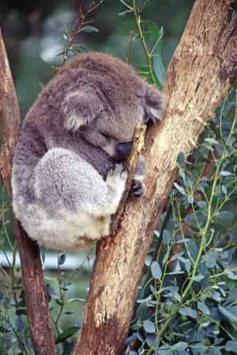 sleeping koala-AsiaPhotoStock