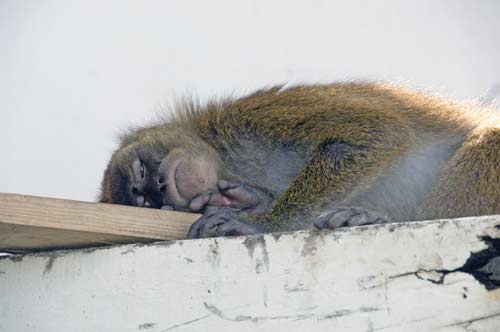 sleeping monkey-AsiaPhotoStock