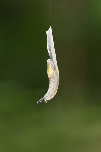 dancing slug-AsiaPhotoStock
