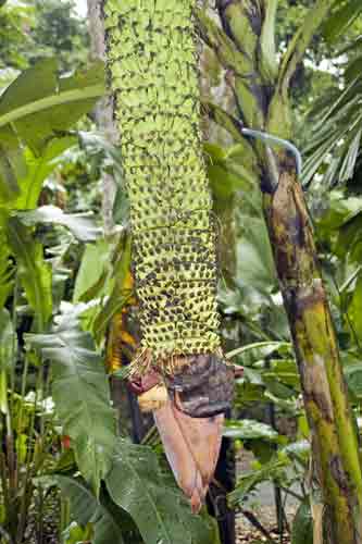 small bananas-AsiaPhotoStock