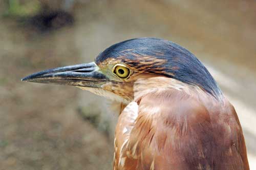 small heron-AsiaPhotoStock