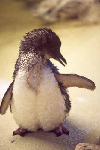 small penguin-AsiaPhotoStock