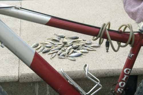 fish and bike-AsiaPhotoStock