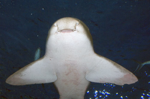 smiley shark-AsiaPhotoStock