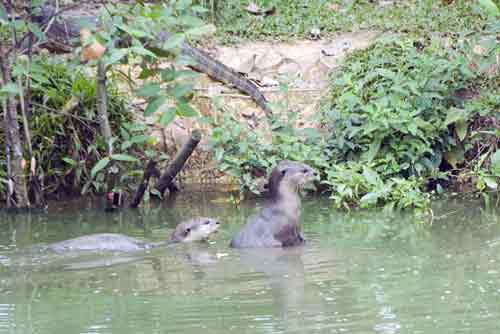 smooth otters in water-asia photo stock