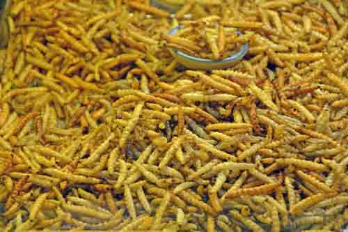 snack of fried grubs-AsiaPhotoStock
