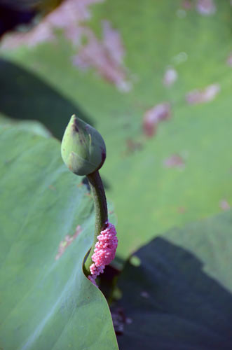 snail eggs-AsiaPhotoStock