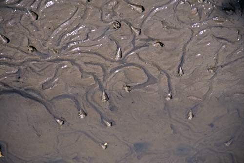 sea snails-AsiaPhotoStock