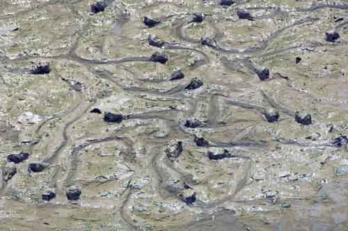 shell trails in mud-AsiaPhotoStock