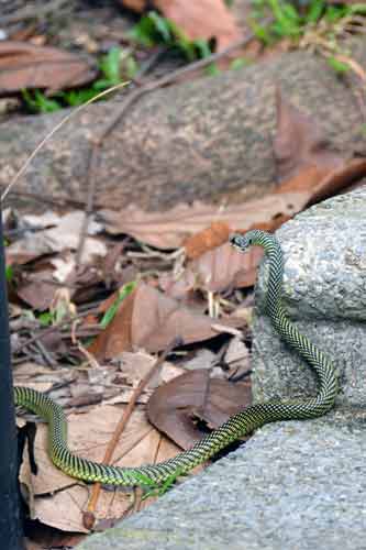 snake posing for me-AsiaPhotoStock