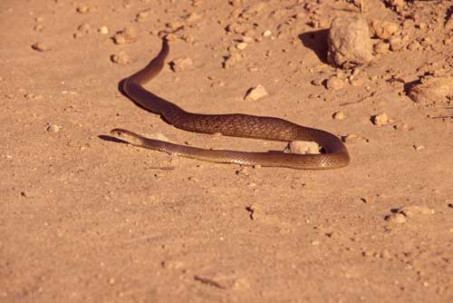 australian brown snake-AsiaPhotoStock