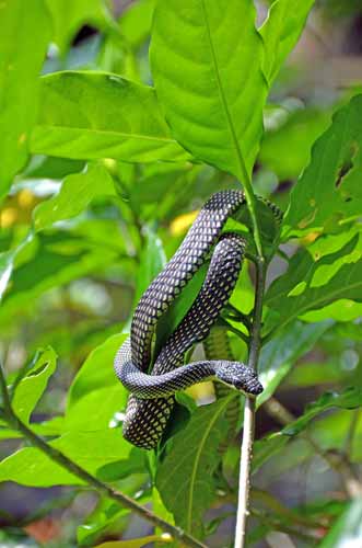 snake botanic gardens-AsiaPhotoStock