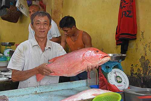 snapper-AsiaPhotoStock