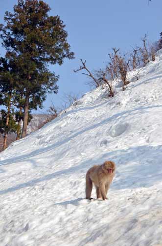 snow walk monkey-AsiaPhotoStock
