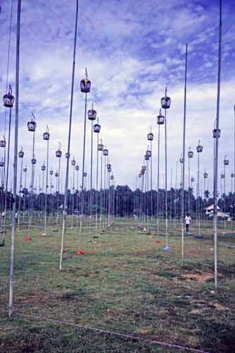 song birds up poles-AsiaPhotoStock