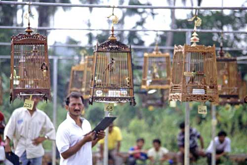 song birds in cages-AsiaPhotoStock