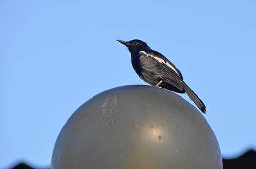 songbird sarawak-AsiaPhotoStock