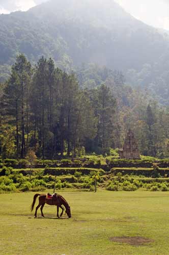 horse relaxing-AsiaPhotoStock