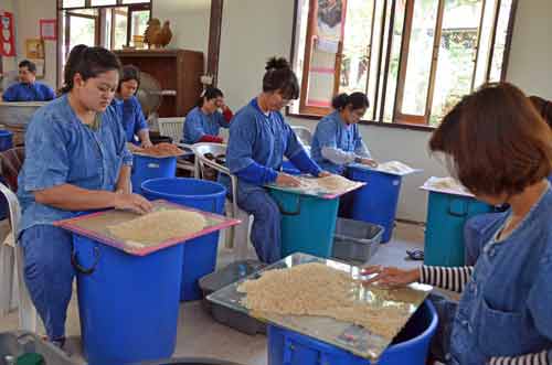 sorting rice by hand-AsiaPhotoStock