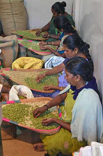 sorting cardamom-AsiaPhotoStock