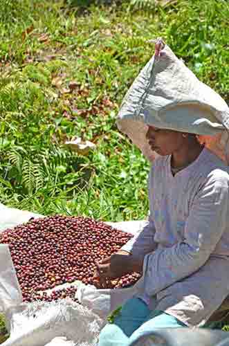 sorting coffee-AsiaPhotoStock