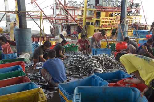 sorting out the fish-AsiaPhotoStock