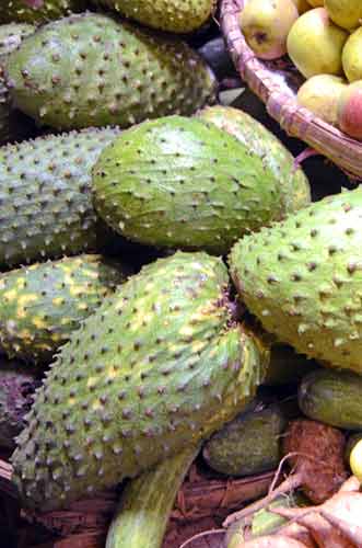 soursop-AsiaPhotoStock