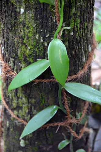 spice vanilla-AsiaPhotoStock