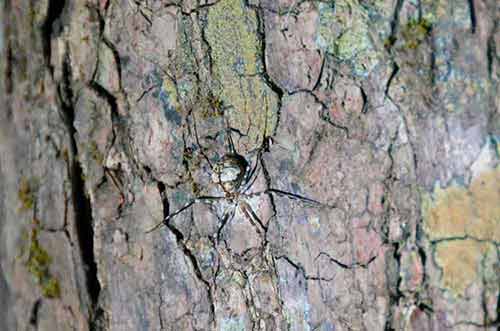 camouflaged spider-AsiaPhotoStock