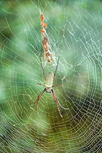 green spider-AsiaPhotoStock