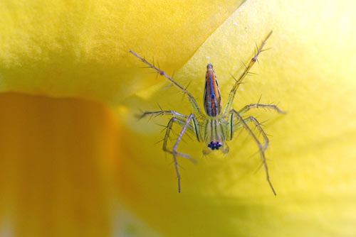 translucent spiders-AsiaPhotoStock