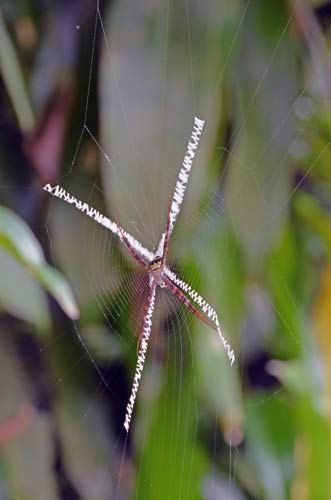 spider saint andrew-AsiaPhotoStock