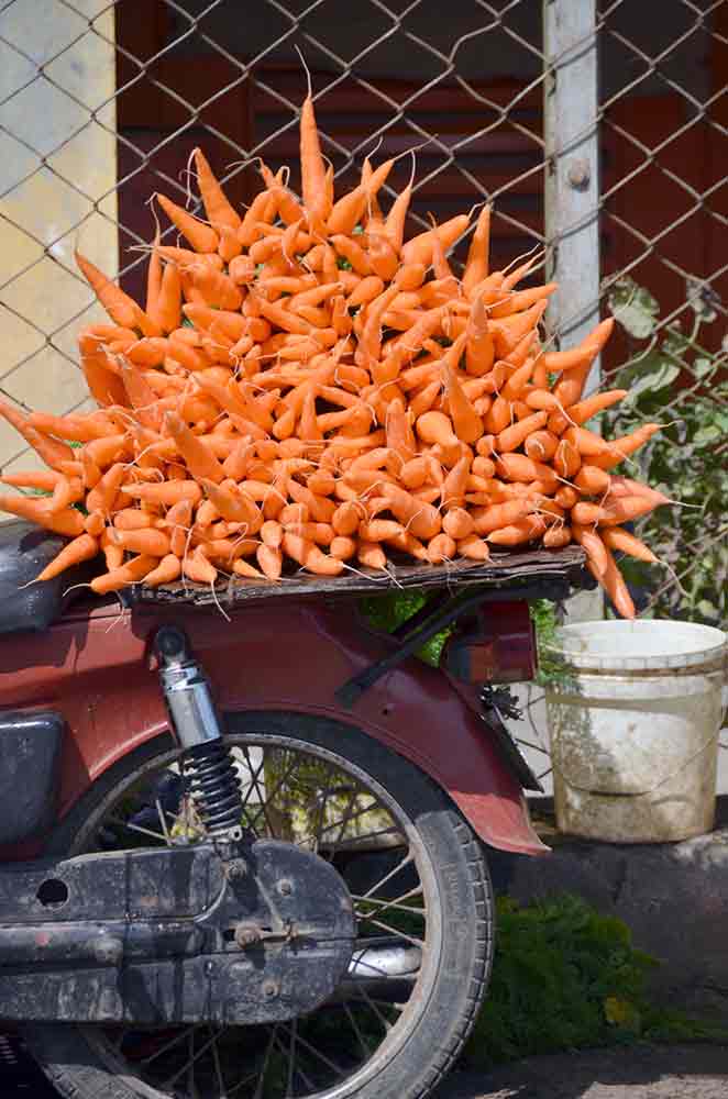 spiky carrots-AsiaPhotoStock