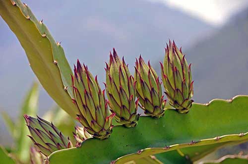 spiky dragon fruit-AsiaPhotoStock