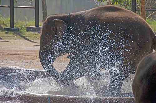 splashing elephant fun-AsiaPhotoStock