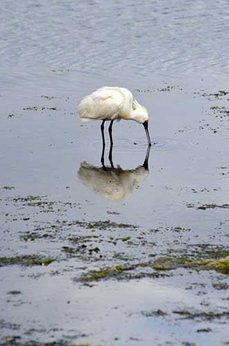 spoonbill reflect-AsiaPhotoStock