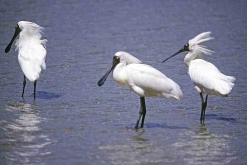 royal spoonbills nz-AsiaPhotoStock