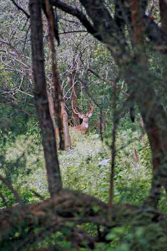 spotted deer-AsiaPhotoStock
