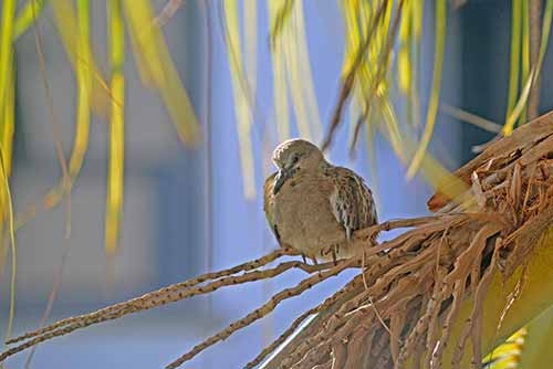 cute spotted dove chick-AsiaPhotoStock