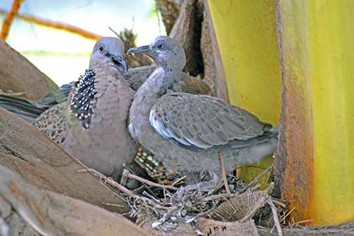 big baby dove-AsiaPhotoStock