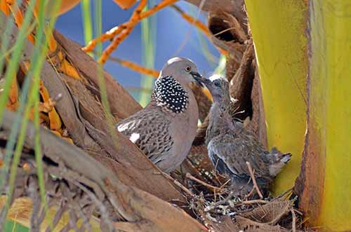 feeding time dove-AsiaPhotoStock