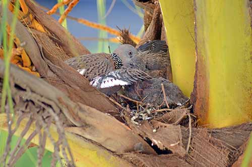 spotted dove and chick-AsiaPhotoStock