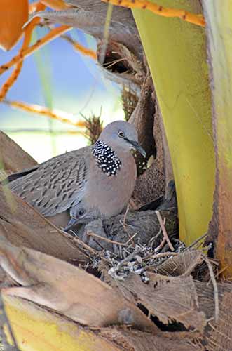 dove in nest-AsiaPhotoStock