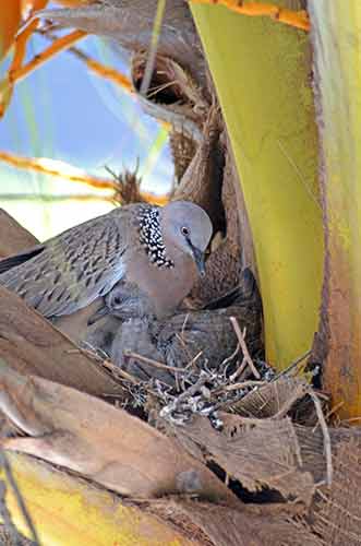 dove and parent-AsiaPhotoStock