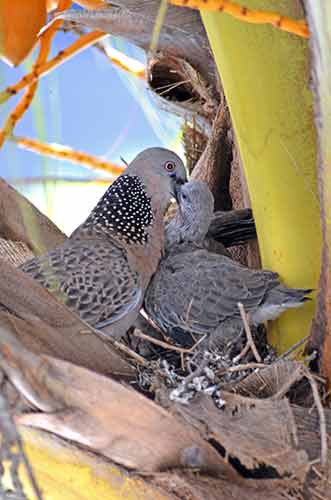 dove being fed-AsiaPhotoStock