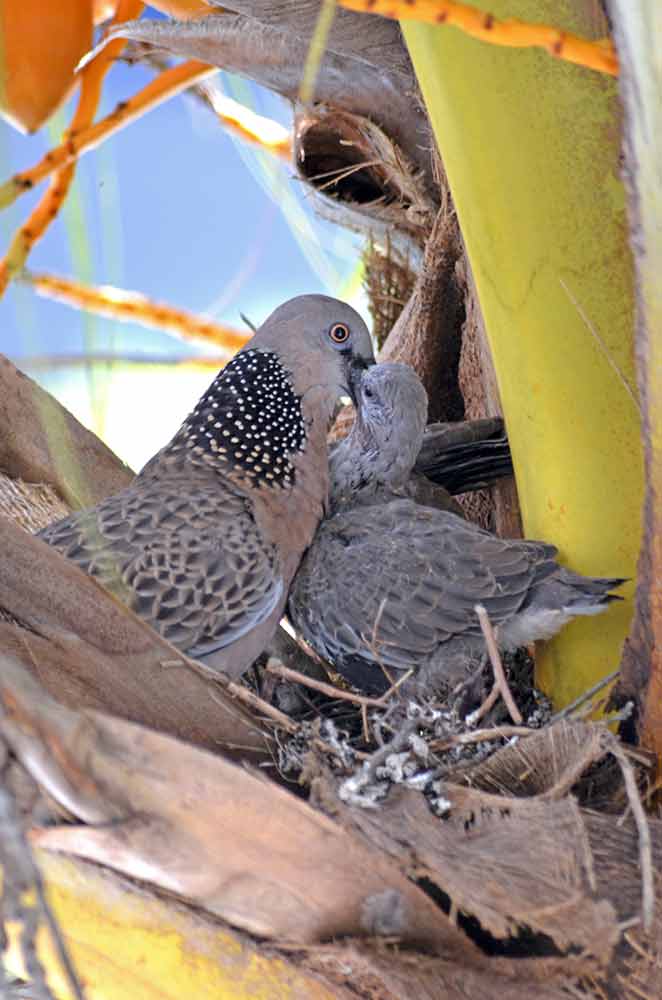 dove being fed-AsiaPhotoStock