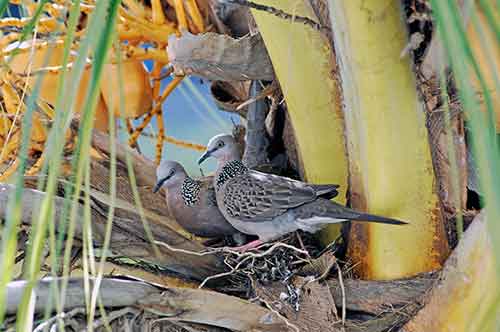 pair of doves-AsiaPhotoStock